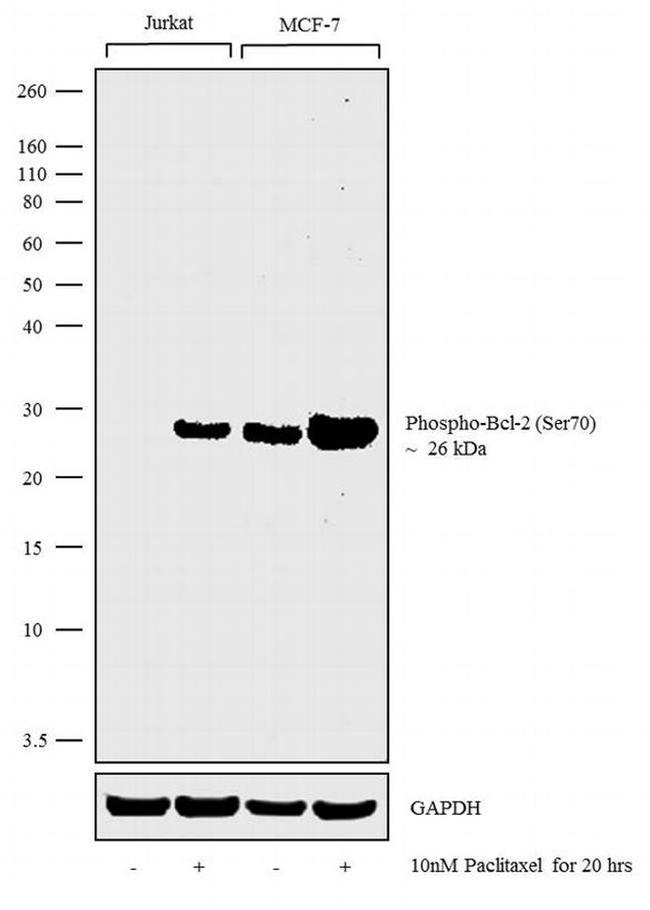 Phospho-Bcl-2 (Ser70) Antibody