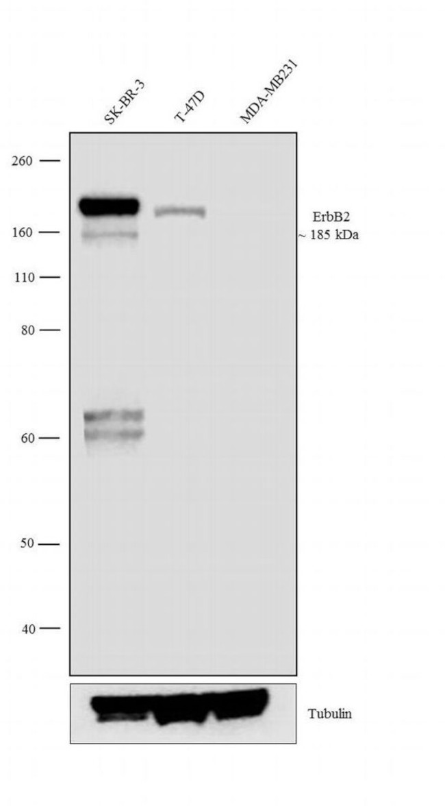 ErbB2 (HER-2) Antibody