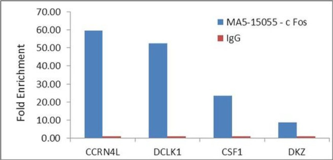 c-Fos Antibody