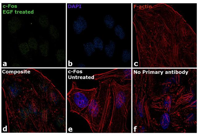 c-Fos Antibody