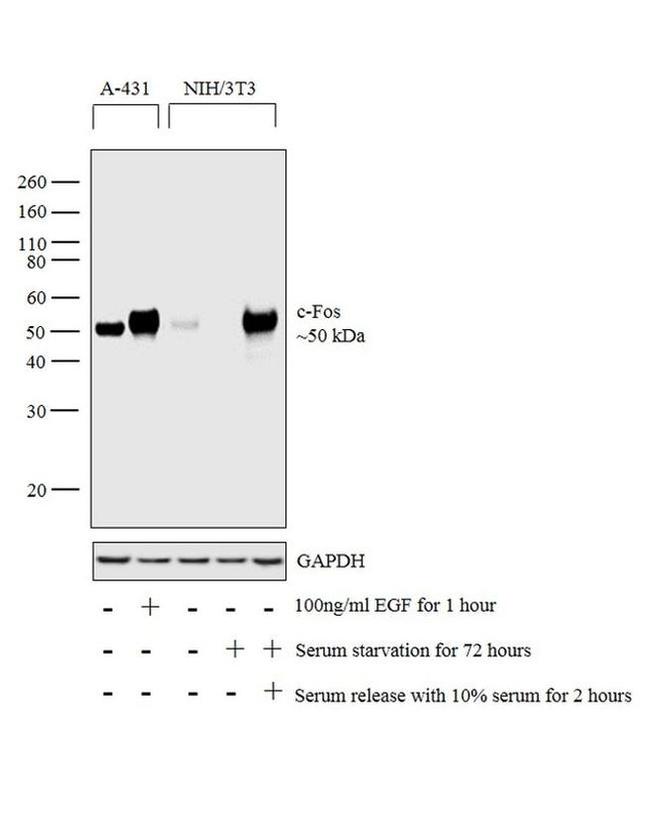 c-Fos Antibody