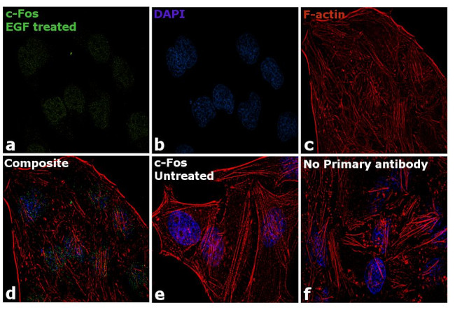 c-Fos Antibody in Immunocytochemistry (ICC/IF)