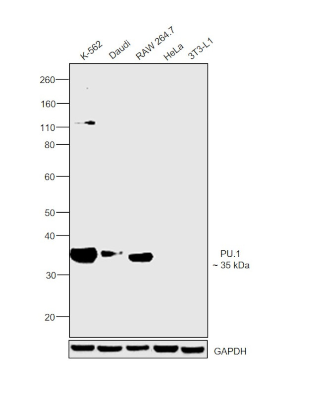 PU.1 Antibody