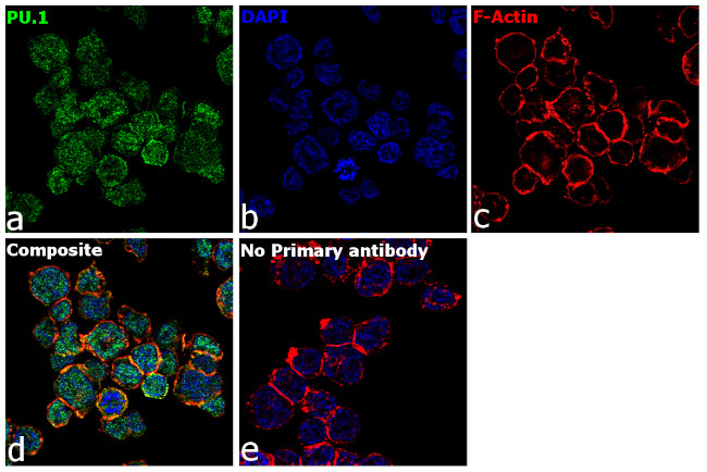 PU.1 Antibody in Immunocytochemistry (ICC/IF)