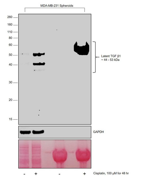 TGF beta-1 Antibody