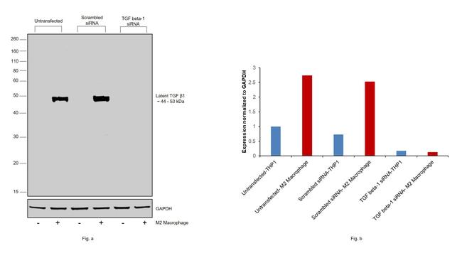 TGF beta-1 Antibody in Western Blot (WB)