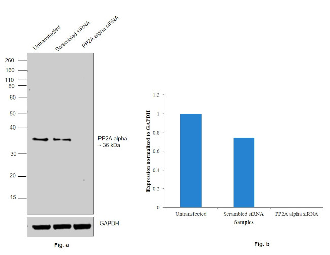 PP2A alpha Antibody