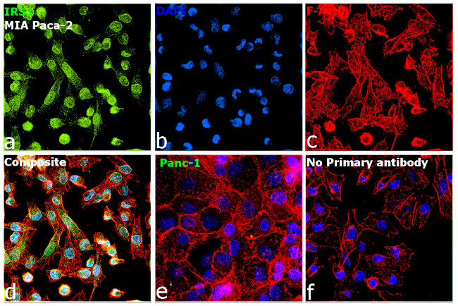 IRS1 Antibody