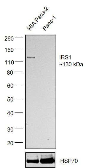 IRS1 Antibody