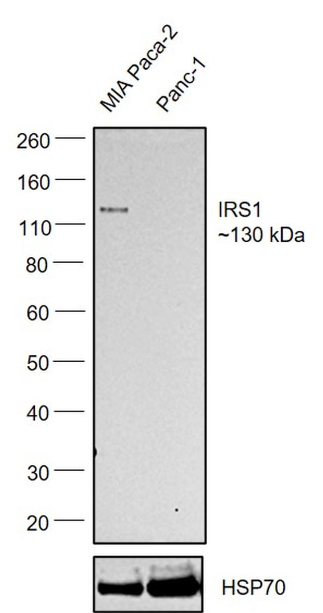 IRS1 Antibody in Western Blot (WB)