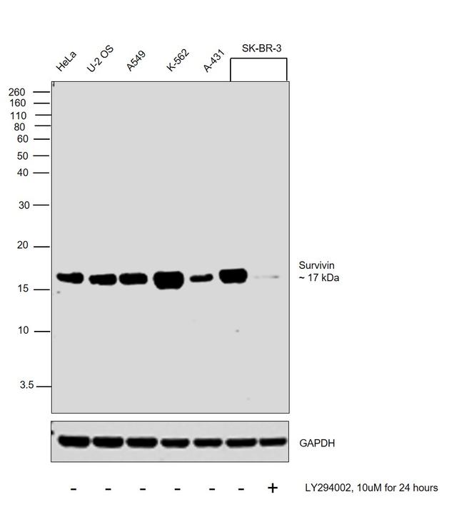 Survivin Antibody in Western Blot (WB)