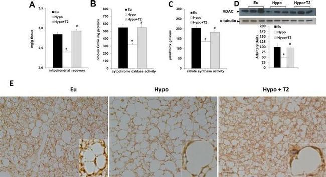 COX4 Antibody in Immunohistochemistry (Paraffin) (IHC (P))