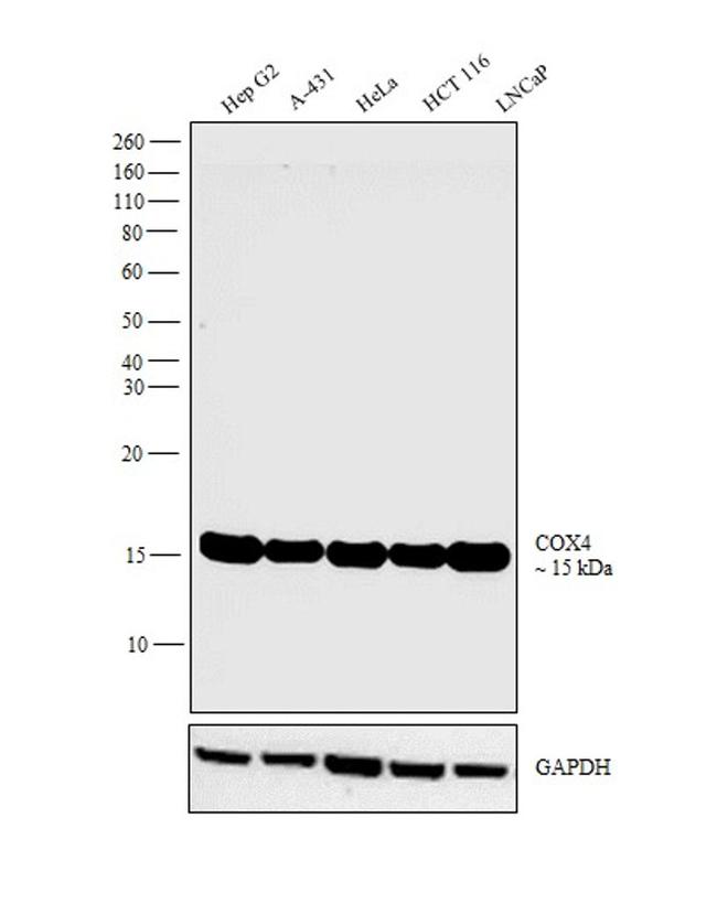 COX4 Antibody in Western Blot (WB)