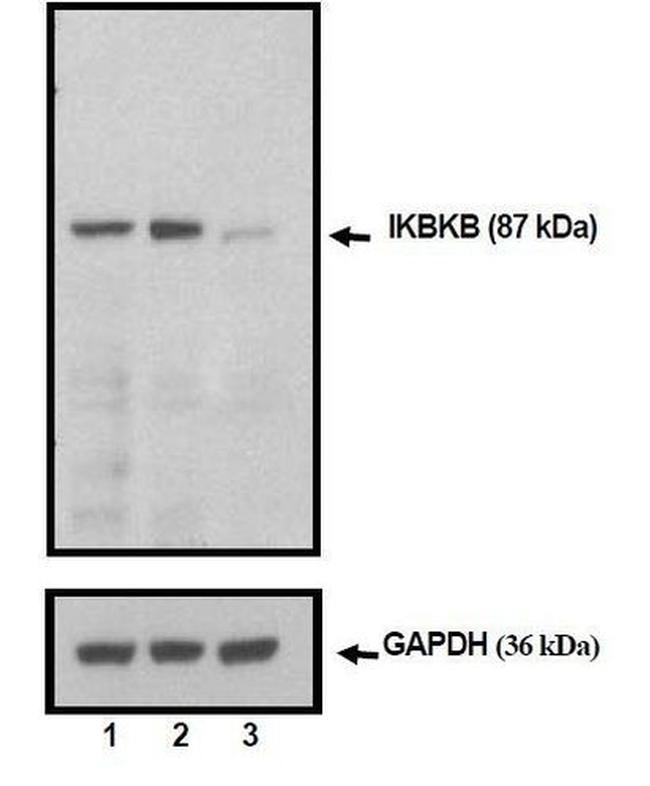 IKK beta Antibody in Western Blot (WB)