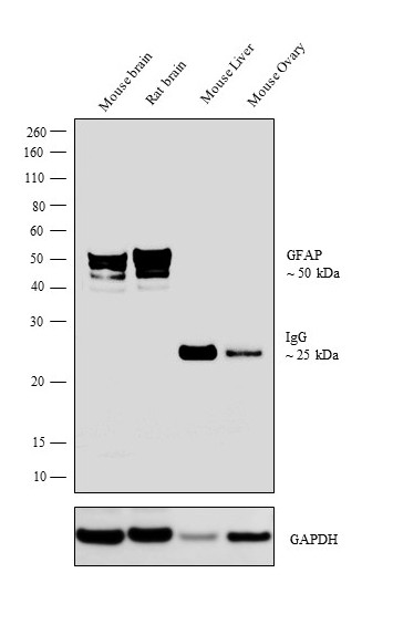 GFAP Antibody