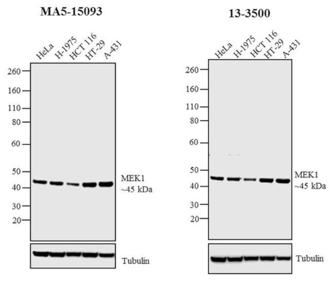 MEK1 Antibody