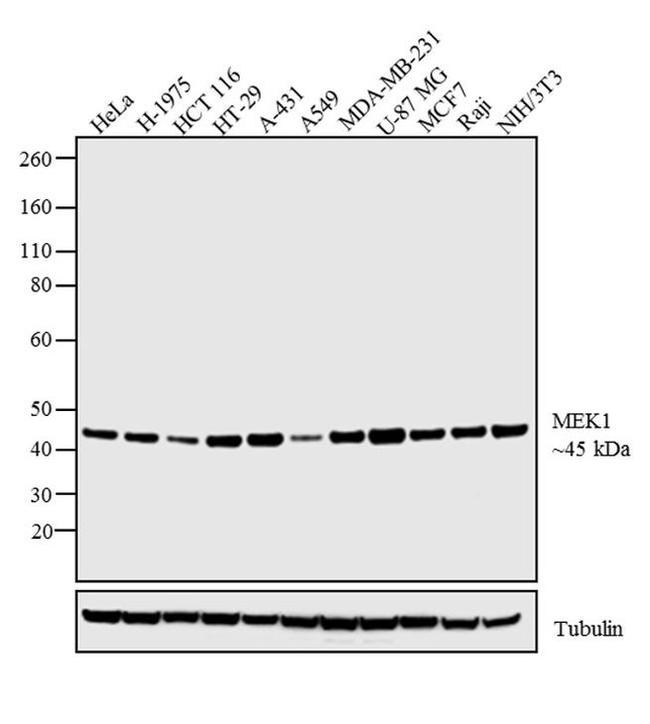 MEK1 Antibody in Western Blot (WB)