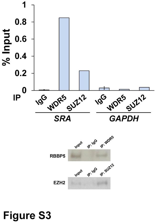 EZH2 Antibody in Western Blot (WB)