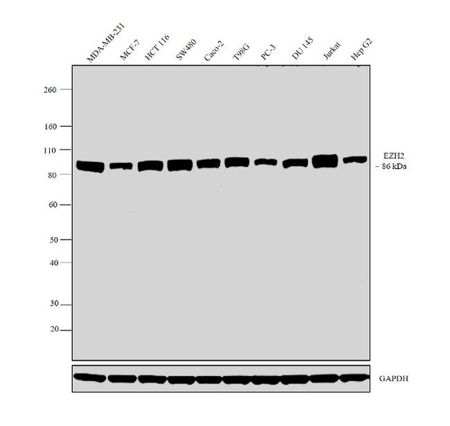 EZH2 Antibody in Western Blot (WB)