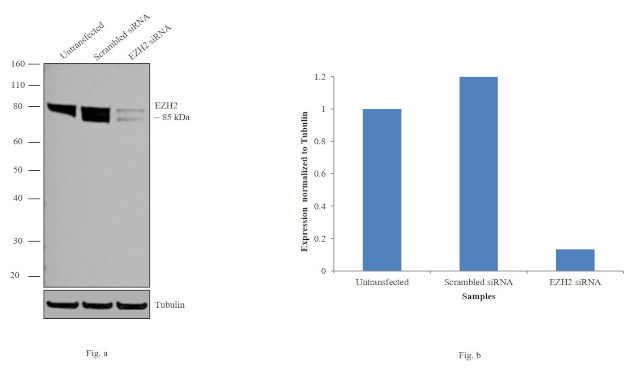 EZH2 Antibody