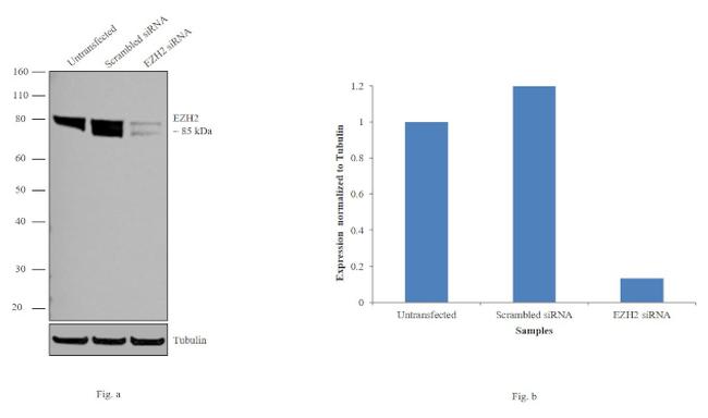 EZH2 Antibody in Western Blot (WB)