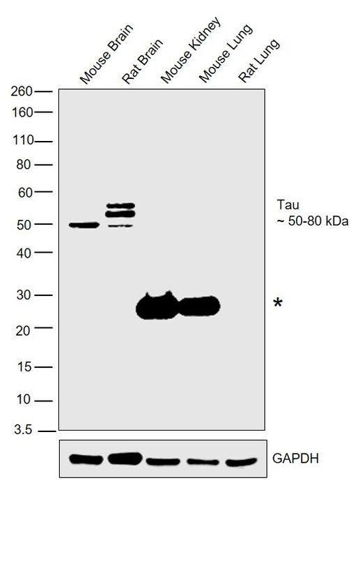 Tau Antibody