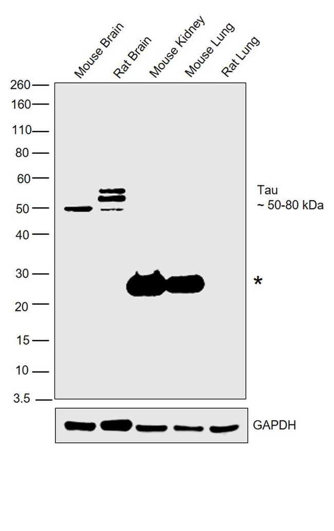 Tau Antibody in Western Blot (WB)