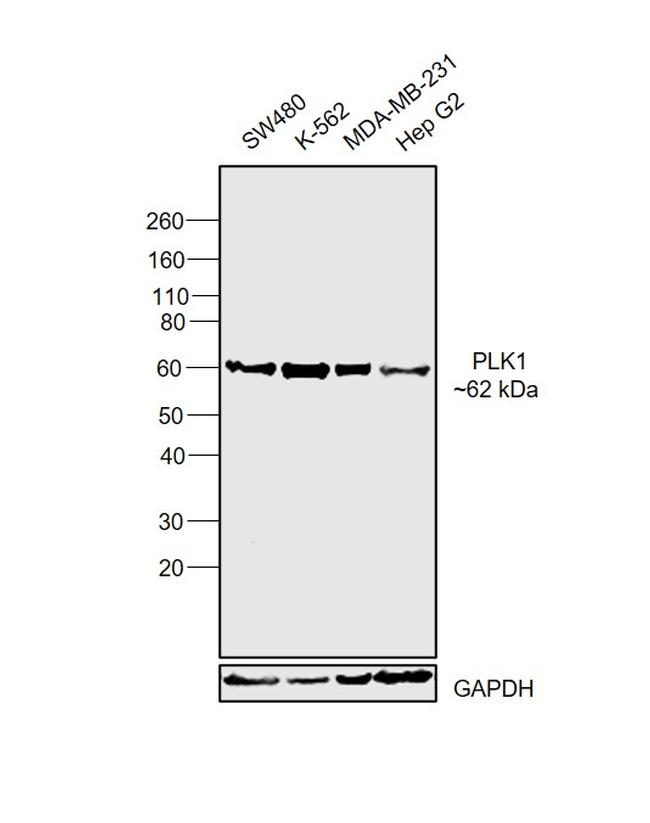 PLK1 Antibody in Western Blot (WB)