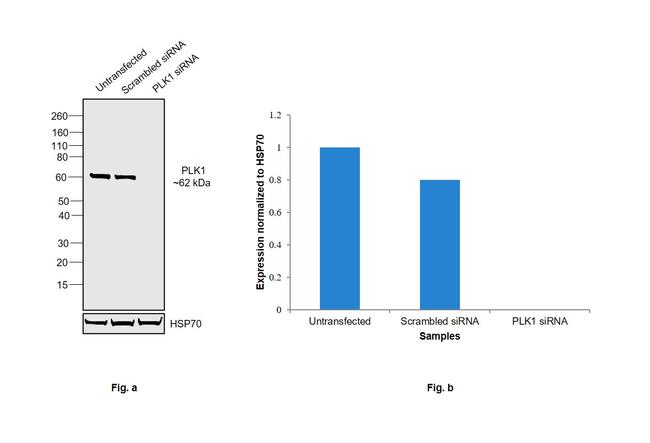 PLK1 Antibody in Western Blot (WB)