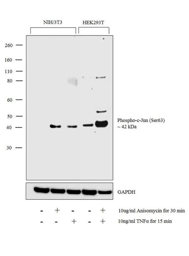 Phospho-c-Jun (Ser63) Antibody in Western Blot (WB)