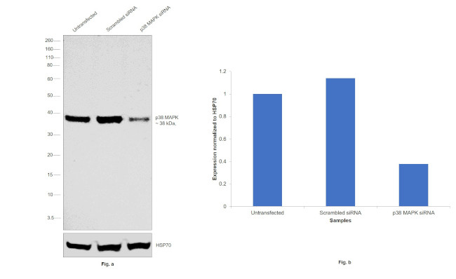 p38 MAPK alpha Antibody