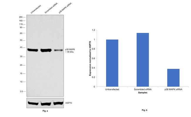 p38 MAPK alpha Antibody in Western Blot (WB)