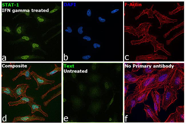 STAT1 Antibody