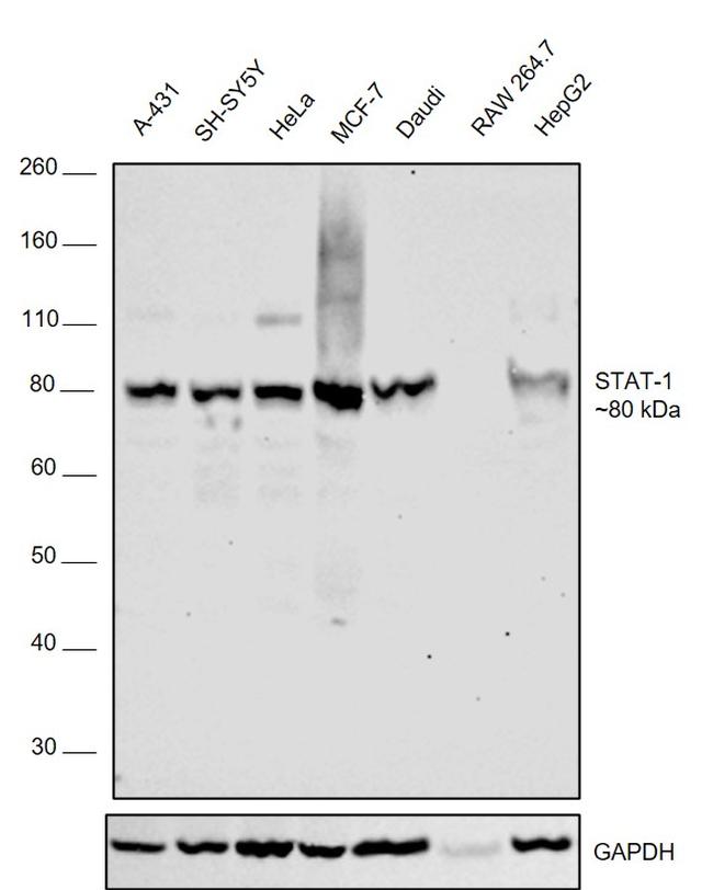 STAT1 Antibody in Western Blot (WB)