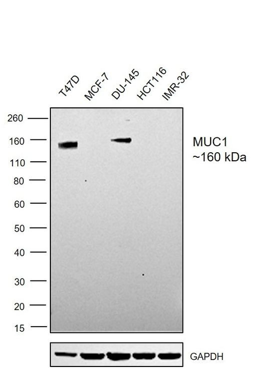 MUC1 Antibody