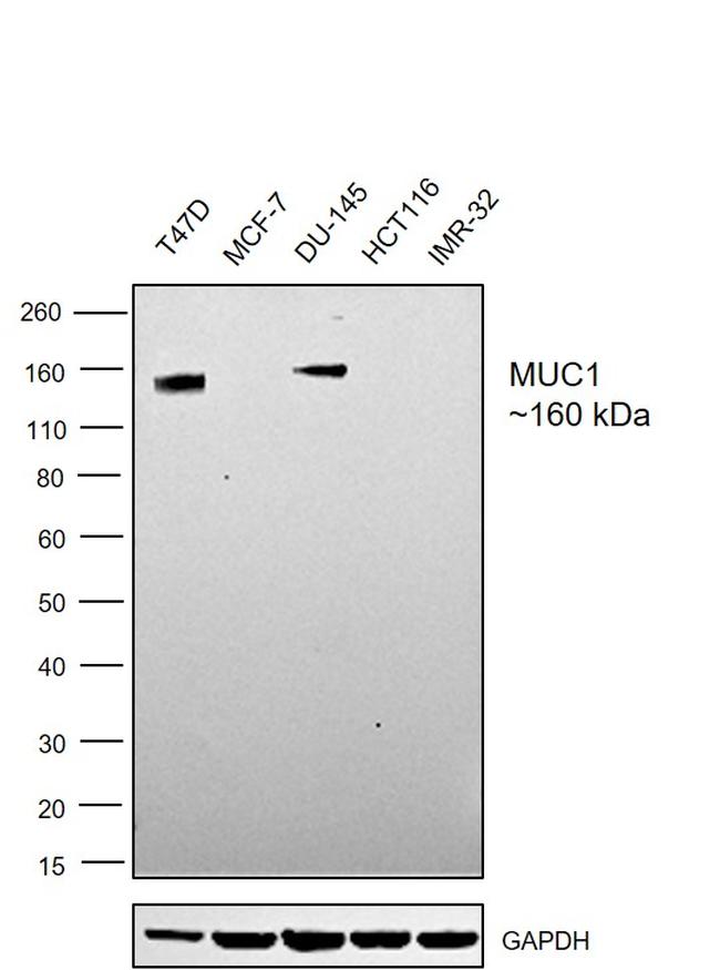 MUC1 Antibody in Western Blot (WB)