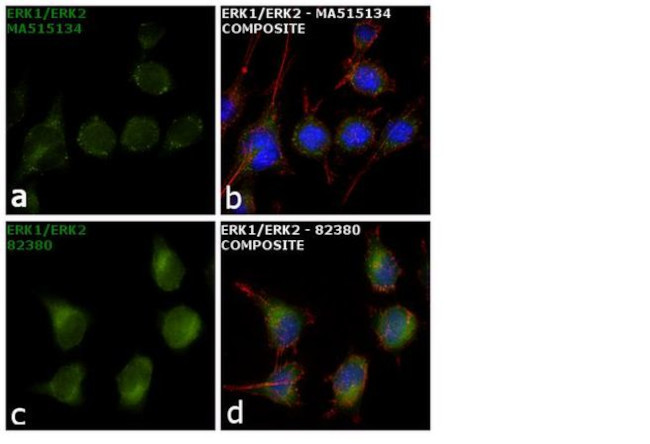 ERK1/ERK2 Antibody