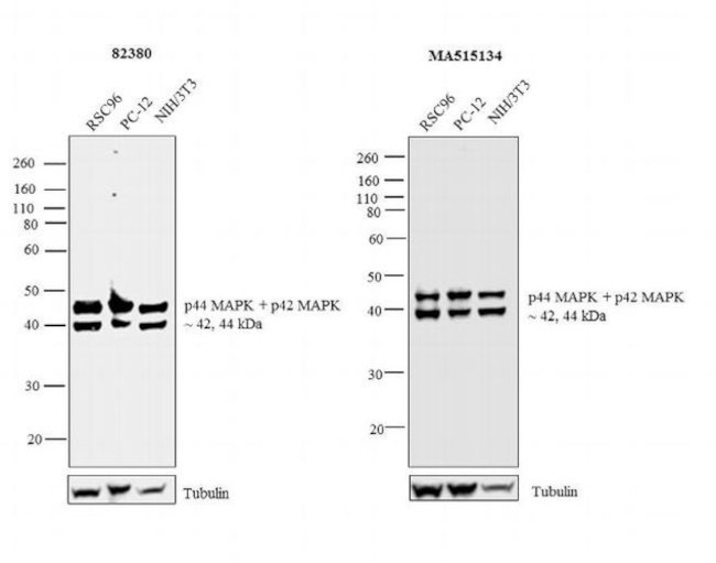 ERK1/ERK2 Antibody