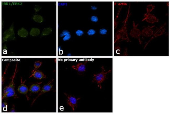 ERK1/ERK2 Antibody in Immunocytochemistry (ICC/IF)