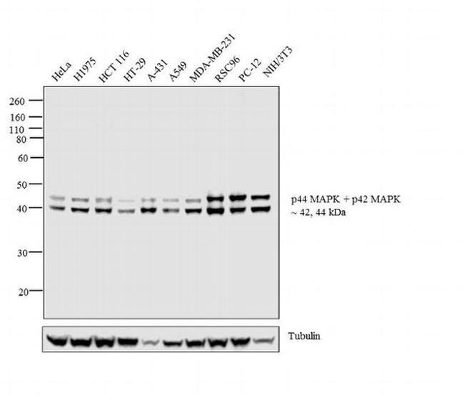 ERK1/ERK2 Antibody in Western Blot (WB)