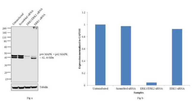 ERK1/ERK2 Antibody