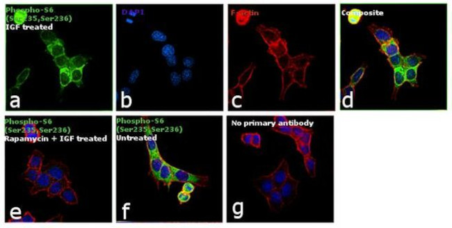 Phospho-S6 (Ser235, Ser236) Antibody in Immunocytochemistry (ICC/IF)