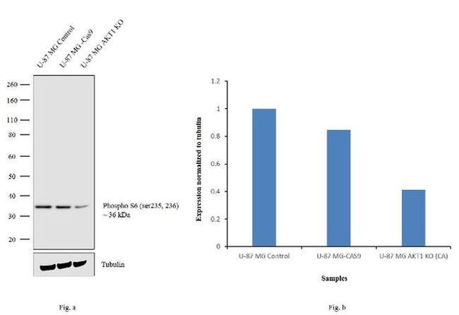 Phospho-S6 (Ser235, Ser236) Antibody in Western Blot (WB)