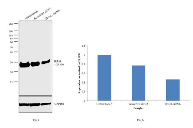 Bcl-xL Antibody