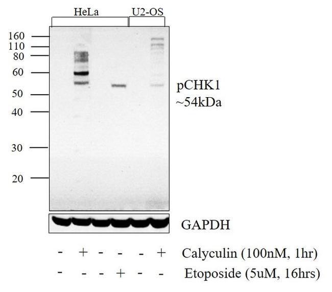 Phospho-CHK1 (Ser345) Antibody in Western Blot (WB)