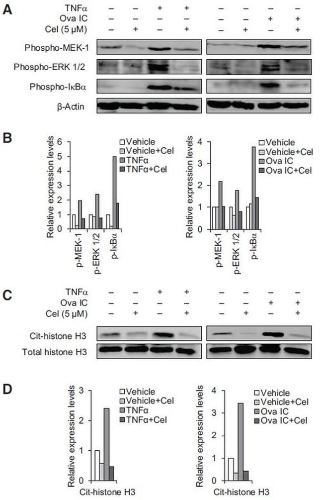 Histone H3 Antibody in Western Blot (WB)