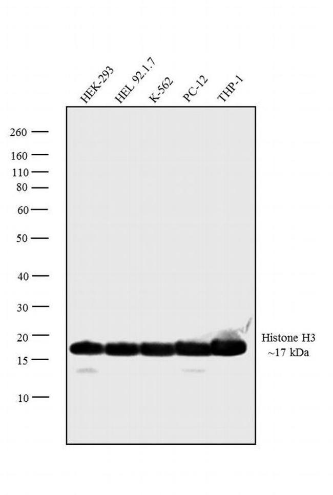 Histone H3 Antibody in Western Blot (WB)