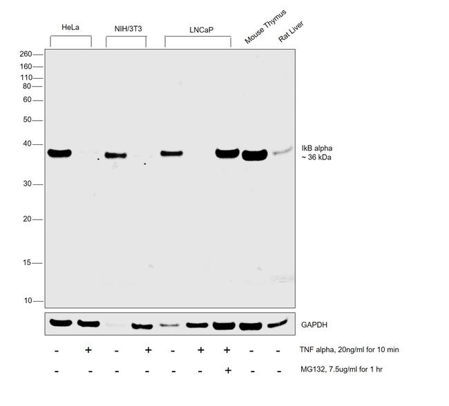 IkB alpha Antibody in Western Blot (WB)