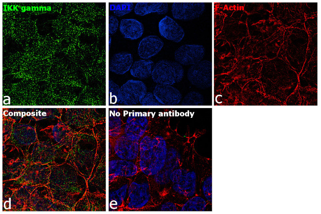 IKK gamma Antibody in Immunocytochemistry (ICC/IF)