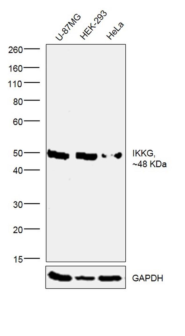 IKK gamma Antibody in Western Blot (WB)